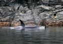 Ornicus orca